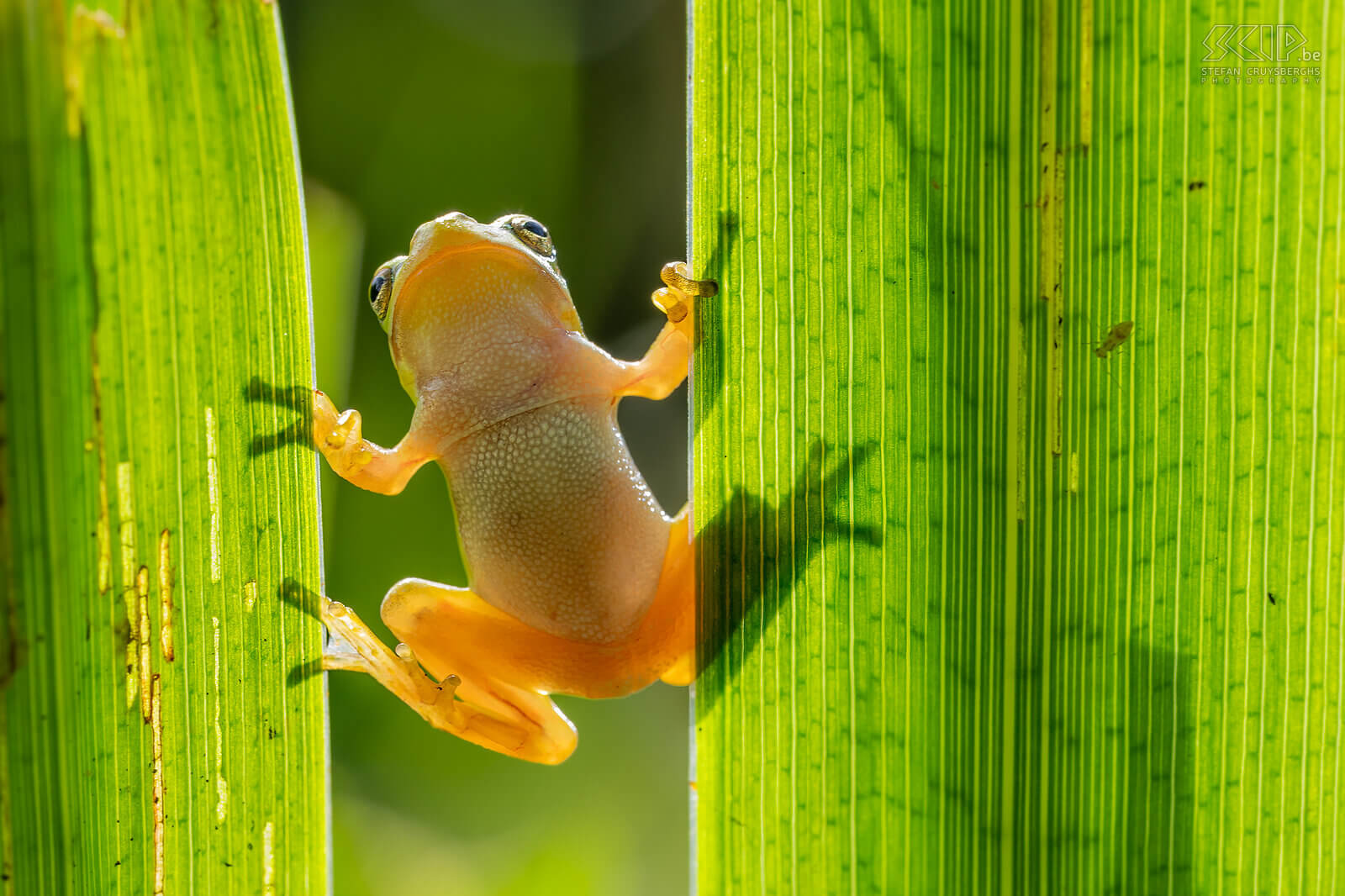 Amphibians - Tree frog Tree frogs spend 90% of their time on land and are often found sunning themselves on brambles and thickets near streams and ponds. The largest tree frogs are 4cm in size but this year I came across a lot of juvinel frogs that were only 1.5cm to 2cm in size. Females have a white throat and males a golden brown.  Stefan Cruysberghs